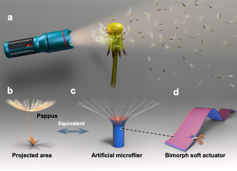 近日,天津大学材料科学与工程学院封伟教授,王玲教授团队仿生自然界