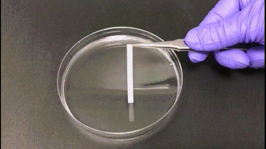 4.gif